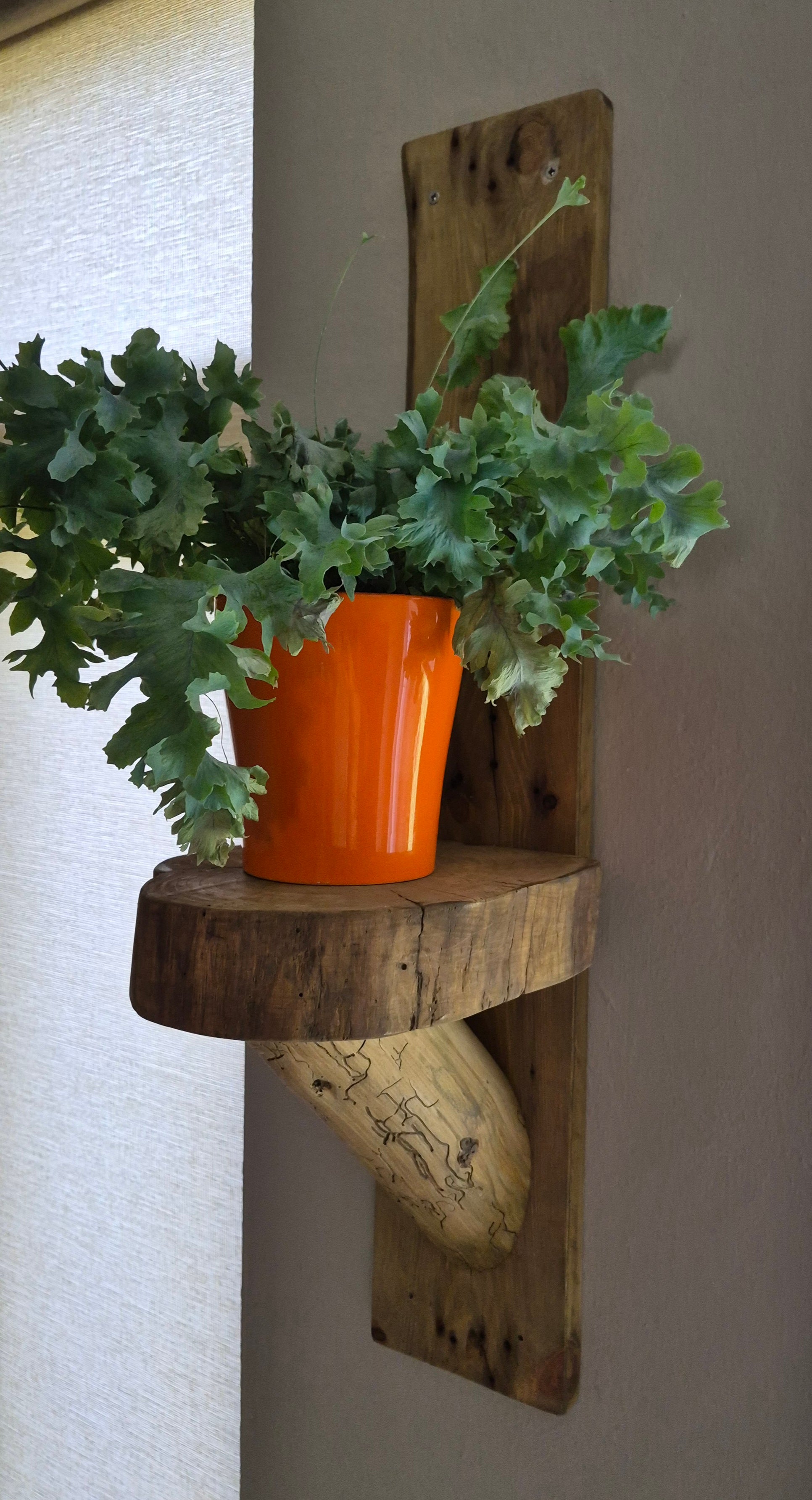 Boomstam wandplank