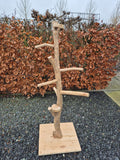 Papagaaienboom
